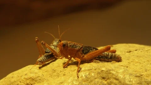 Grasshoppers on a rock Stock Footage 116614634