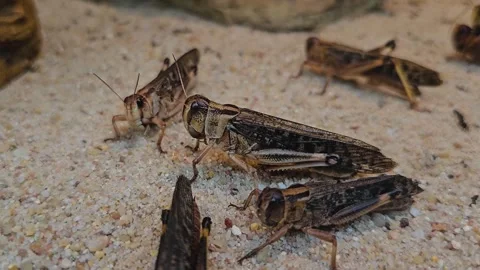 Grasshoppers sitting  Stock Footage 275475754