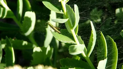 Grasshoppers in spider web Stock Footage 72486379