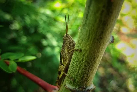 Grasshoppers stick Stock Photos