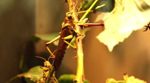 Grasshoppers in a terrarium Stock-Footage 51138255