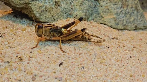 Grasshoppers walking Stock Footage 261403949
