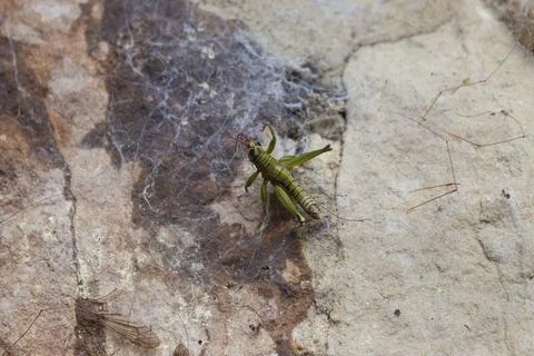 GrasshopperSpiderWebMacro Stock-Fotos