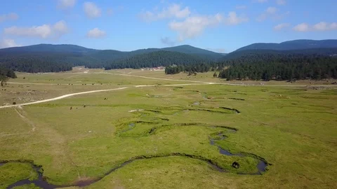 Grassing Cows Beautiful Tranquil Grass River Forest Mountains Drone View Video stock 119889715