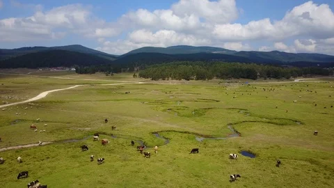 Grassing Cows Beautiful Tranquil Green Land Forest Mountains Drone View Video stock 119888657