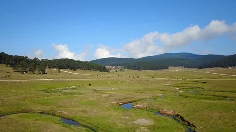 Grassing Cows Beautiful Tranquil Green Field Forest Mountains Drone View Stock Footage 119889705