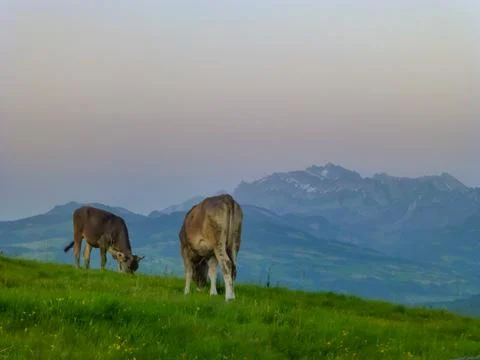 Grassing cows on a meadow in front of Saentis, a famous Swiss peak, at sunset Stock Photos