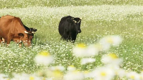 Grassing in a field Video stock 21224573