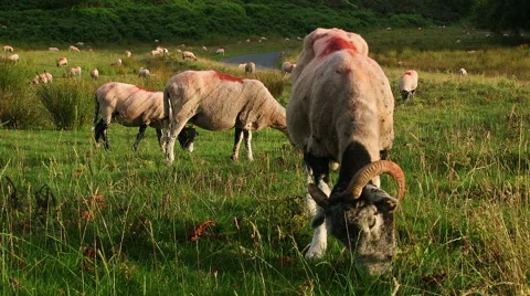GRASSING SWALEDALE SHEEP NR HUTTON-LE-HOLE ENGLAND Stock Footage 64555979