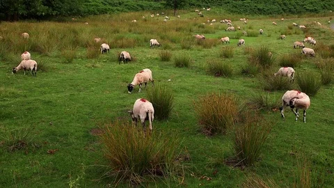 GRASSING SWALEDALE SHEEP NR HUTTON-LE-HOLE ENGLAND Stock-Footage 83564529