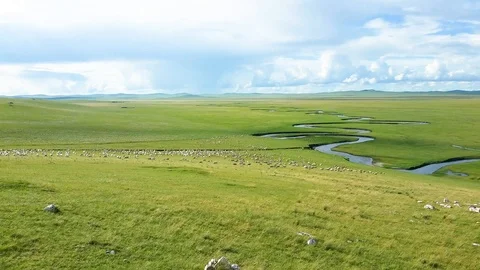 Grassland and sheeps Stock Footage 92423968