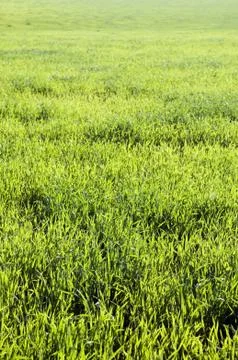 Grassland background Stock Photos