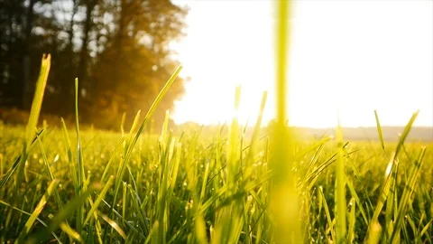 Grassland with beautiful sunlight  Stock Footage 92165622