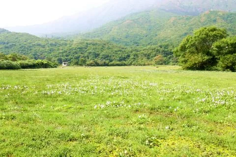 Grassland with cows Stock Photos
