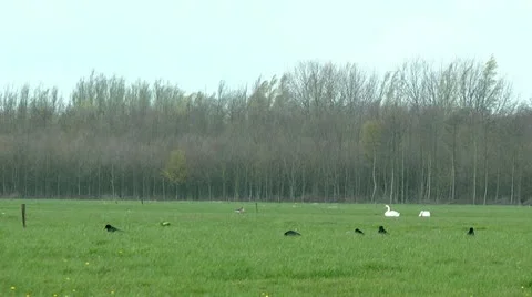 Grassland crows and swan Stock Footage 10894990