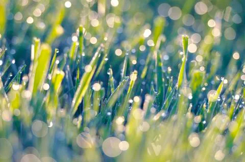 Grassland with dew drops Stock Photos