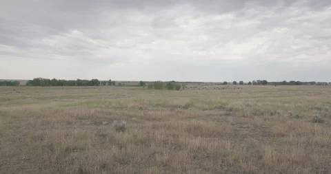 Grassland with Distant Bison Herd Video stock 332439123