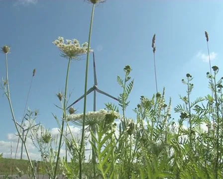 Grassland flora windmill Stock Footage 10818082