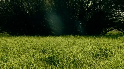 Grassland with flying insect Stock Footage 903349