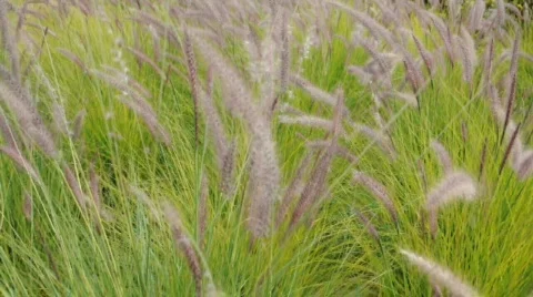 Grassland  Vidéo 320043