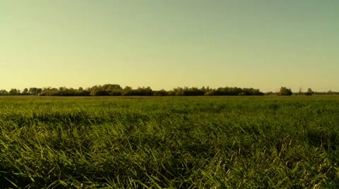 Grassland Stock Footage 903282