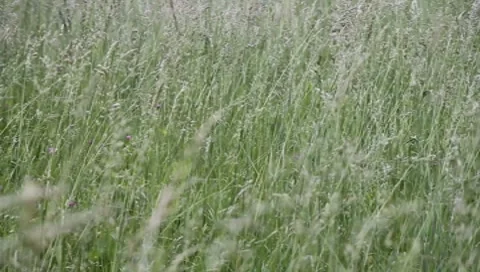 Grassland Vídeos de archivo 8226125