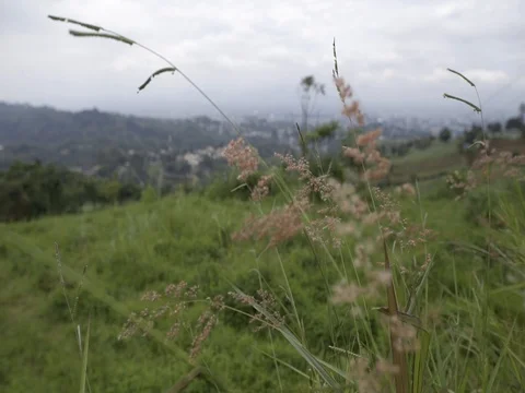 Grassland Stock Footage 79459590
