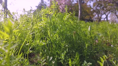 Grassland Stock Footage 237812670