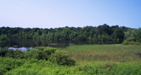 Grassland frame right flying towards trees Stock Footage 54711626