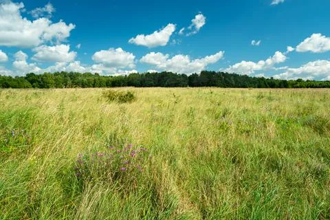 Grassland in front of the forest and clouds in the sky Stock Photos