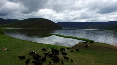 Grassland herd  ecological environment daytime Stock Footage 198517897
