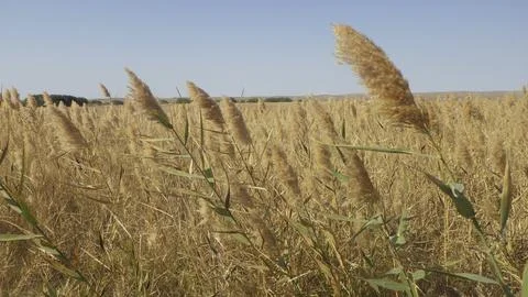 Grassland as an important ecological unit Stock Photos