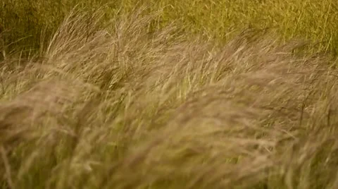 Grassland moving in the wind 動画素材 48078921
