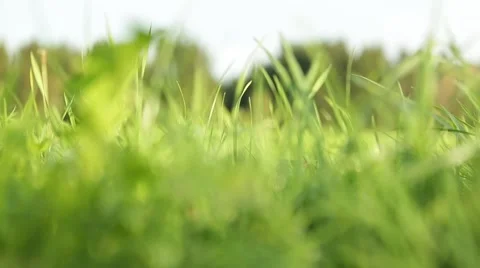 Grassland part 1 of  23 Stock Footage 45488789
