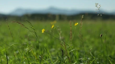 Grassland part 10 of  23 Stock Footage 45491825