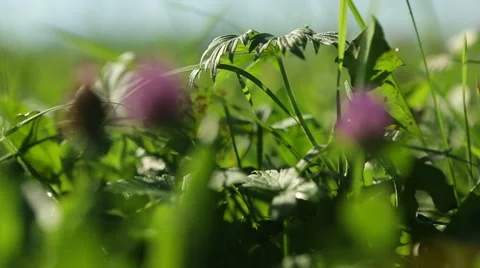 Grassland part 11 of  23 Stock Footage 45494618