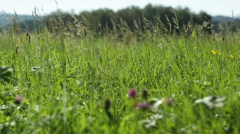 Grassland part 12 of 23 Stock Footage 45493461