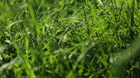 Grassland part 13 of 23 Stock Footage 45494812