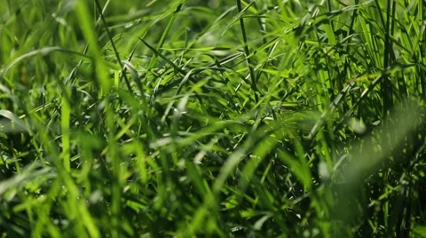 Grassland part 14 of 23 Stock Footage 45495707