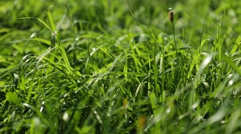 Grassland part 15 of 23 Stock Footage 45494597
