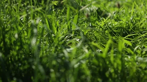 Grassland part 16 of 23 Stock Footage 45494974