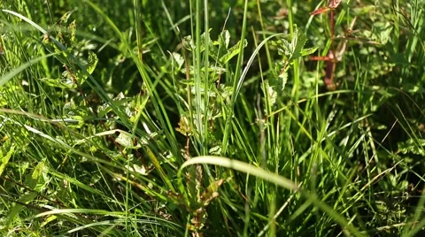 Grassland part 17 of 23 Stock Footage 45494351