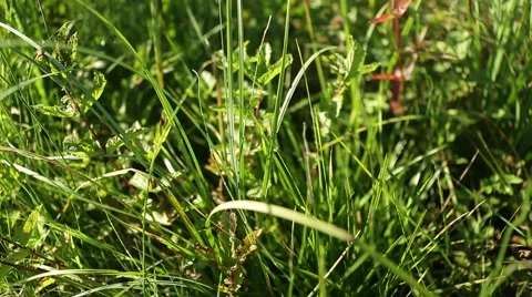 Grassland part 18 of 23 Stock Footage 45495103