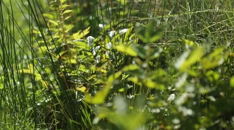 Grassland part 19 of 23 Stock Footage 45495339