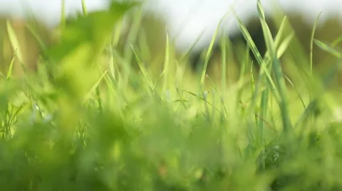 Grassland part 2 of 23 Stock Footage 45487532