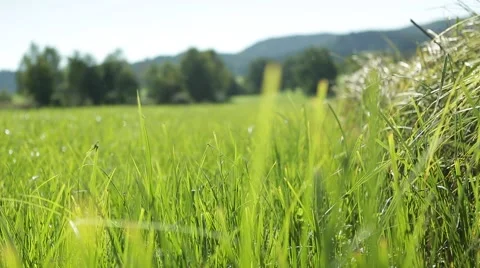 Grassland part 21 of 23 Stock Footage 45495715