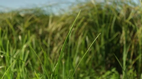 Grassland part 22 of 23 Stock Footage 45495854