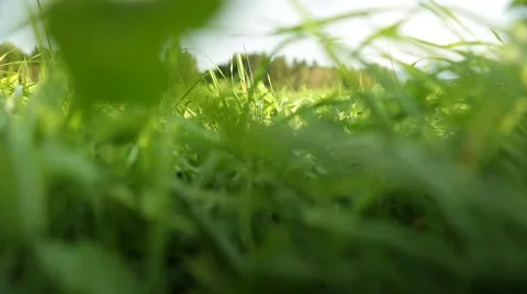 Grassland part 3 of 23 Stock Footage 45488700