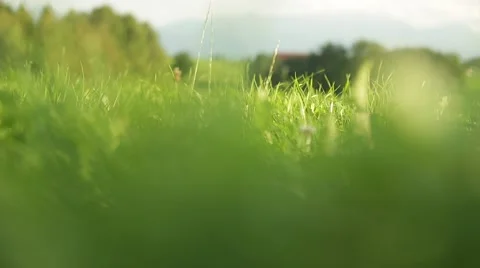 Grassland part 5 of 23 Stock Footage 45487367