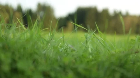 Grassland part 7 of 23 Stock Footage 45495618